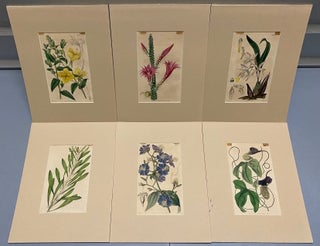 Item #3449 SIX original hand-colored flower prints from Curtis's Botanical Magazine 1840 - each...