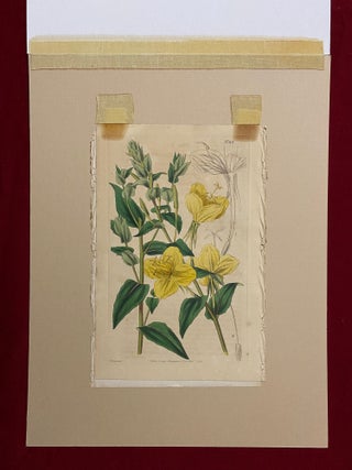 SIX original hand-colored flower prints from Curtis's Botanical Magazine 1840 - each one matted and with accompanying letterpress texts