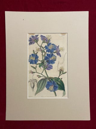 SIX original hand-colored flower prints from Curtis's Botanical Magazine 1840 - each one matted and with accompanying letterpress texts