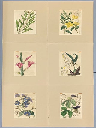 SIX original hand-colored flower prints from Curtis's Botanical Magazine 1840 - each one matted and with accompanying letterpress texts