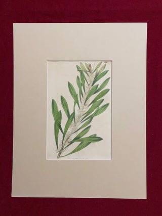 SIX original hand-colored flower prints from Curtis's Botanical Magazine 1840 - each one matted and with accompanying letterpress texts