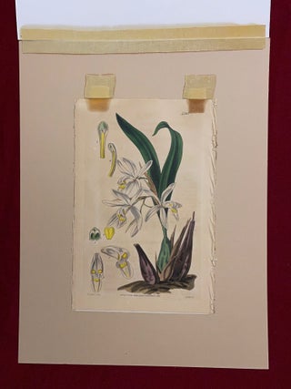 SIX original hand-colored flower prints from Curtis's Botanical Magazine 1840 - each one matted and with accompanying letterpress texts