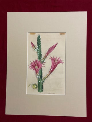 SIX original hand-colored flower prints from Curtis's Botanical Magazine 1840 - each one matted and with accompanying letterpress texts