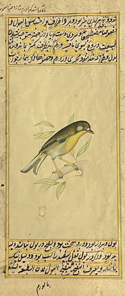 Item #4018 [INDIAN PAINTING ON MANUSCRIPT LEAF: WESTERN YELLOW WAGTAIL BIRD]. Painted in gold and color, overpainted on a manuscript of Ibn Nafis "Mujiz al-Qanun" Anonymous Indian Artist.