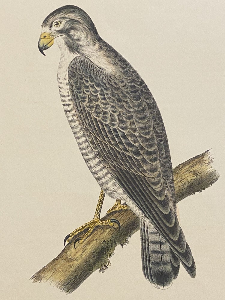 Item #4046 [HAWKS]. Two original lithographs from the Zoology / Ornithology section of the "Reports of explorations and surveys to ascertain the most practicable and economic route for a railroad from the Mississippi River to the Pacific Ocean" Spencer Fullerton Baird.