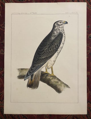 [HAWKS]. Two original lithographs from the Zoology / Ornithology section of the "Reports of explorations and surveys to ascertain the most practicable and economic route for a railroad from the Mississippi River to the Pacific Ocean"