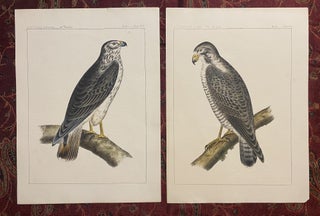 [HAWKS]. Two original lithographs from the Zoology / Ornithology section of the "Reports of explorations and surveys to ascertain the most practicable and economic route for a railroad from the Mississippi River to the Pacific Ocean"