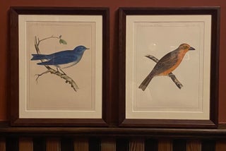 Item #4047 [AMERICAN SONGBIRDS]. Two framed original chromolithographs from the Zoology /...