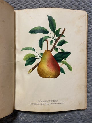Item #4050 [NURSERYMAN'S GUIDE]. Colored Fruits and Flowers (cover title). Stecher Lithograph Co